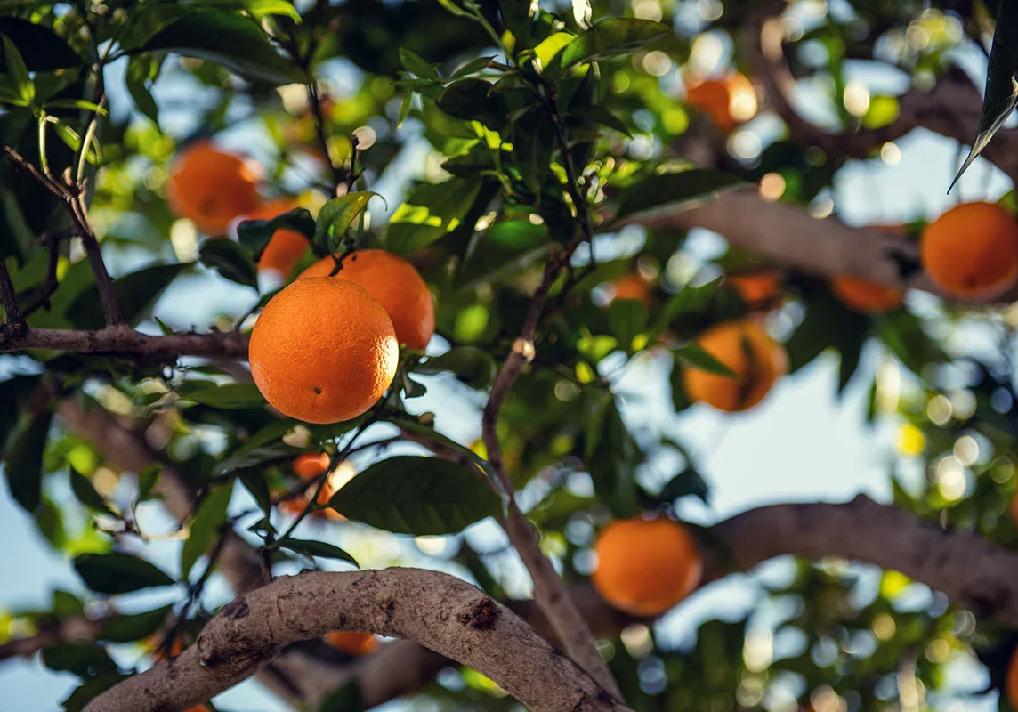 orange-tree-tim-mossholder-3804878